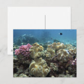 Koraal, Agincourt Reef, Great Barrier Reef Briefkaart (Voorkant / Achterkant)