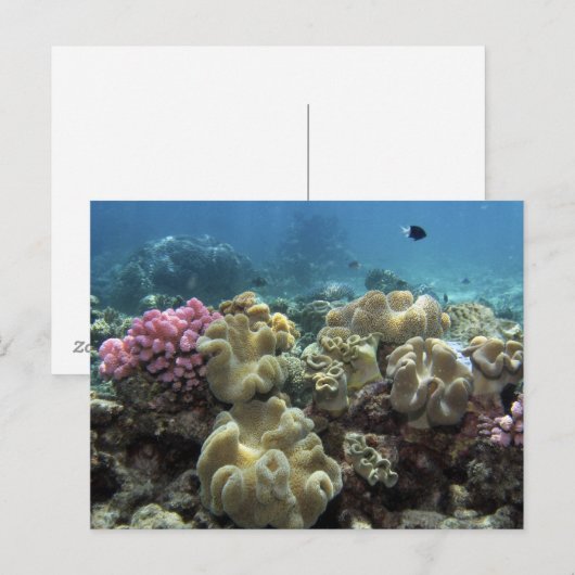 Koraal, Agincourt Reef, Great Barrier Reef Briefkaart (Voorkant / Achterkant)