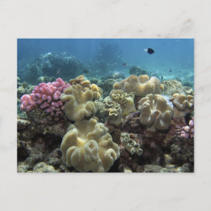 Koraal, Agincourt Reef, Great Barrier Reef Briefkaart
