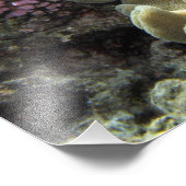 Koraal, Agincourt Reef, Great Barrier Reef Foto Afdruk (Hoek)