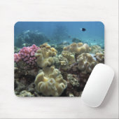 Koraal, Agincourt Reef, Great Barrier Reef Muismat (Met muis)