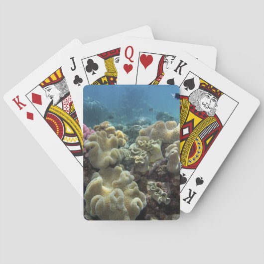 Koraal, Agincourt Reef, Great Barrier Reef, Speelkaarten (Achterkant)