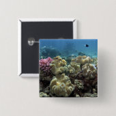 Koraal, Agincourt Reef, Great Barrier Reef, Vierkante Button 5,1 Cm (Voorkant /achterkant)