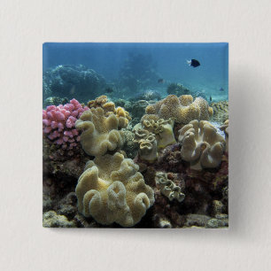 Koraal, Agincourt Reef, Great Barrier Reef, Vierkante Button 5,1 Cm