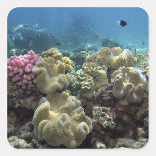 Koraal, Agincourt Reef, Great Barrier Reef, Vierkante Sticker