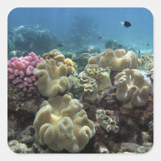 Koraal, Agincourt Reef, Great Barrier Reef, Vierkante Sticker (Voorkant)