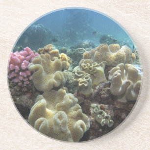 Koraal, Agincourt Reef, Great Barrier Reef, Zandsteen Onderzetter
