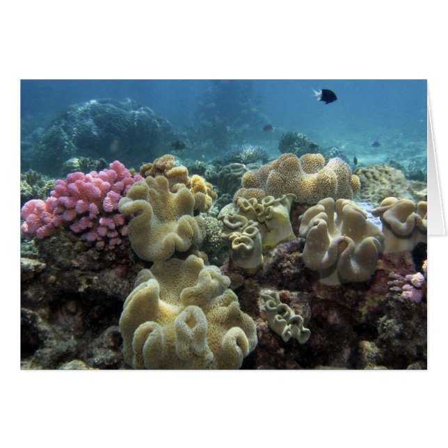 Koraal, Agincourt Reef, Groot Barrièrerif, (Voorkant Horizontaal)