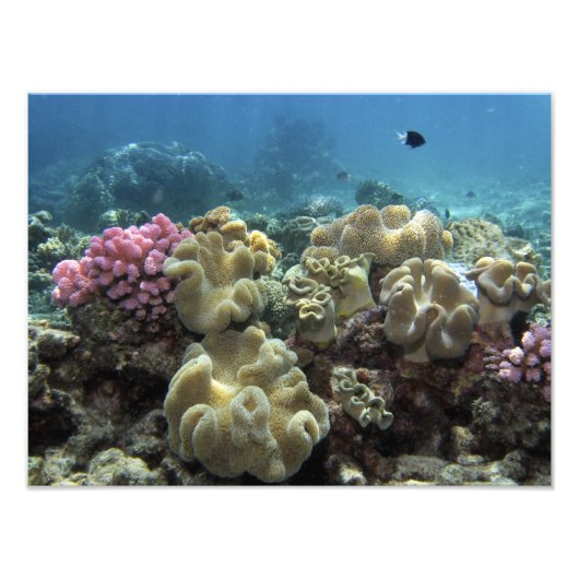 Koraal, Agincourt Reef, Groot Barrièrerif, Foto Afdruk (Voorkant)