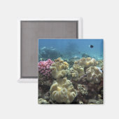 Koraal, Agincourt Reef, Groot Barrièrerif, Magneet (Voorkant / Achterkant)