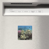 Koraal, Agincourt Reef, Groot Barrièrerif, Magneet (Insitu (Vaatwasser))