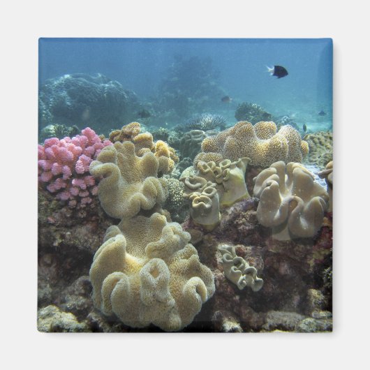 Koraal, Agincourt Reef, Groot Barrièrerif, Magneet (Voorkant)