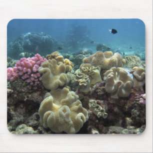 Koraal, Agincourt Reef, Groot Barrièrerif, Muismat