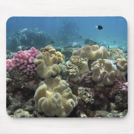 Koraal, Agincourt Reef, Groot Barrièrerif, Muismat (Voorkant)