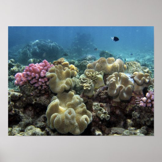 Koraal, Agincourt Reef, Groot Barrièrerif, Poster (Voorkant)