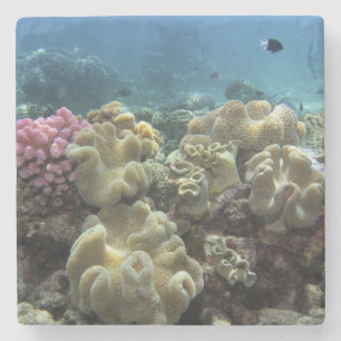 Koraal, Agincourt Reef, Groot Barrièrerif, Stenen Onderzetter