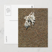 Koraal Briefkaart (Voorkant / Achterkant)