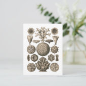 Koraal Briefkaart (Staand voorkant)