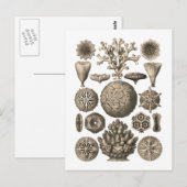 Koraal Briefkaart (Voorkant / Achterkant)