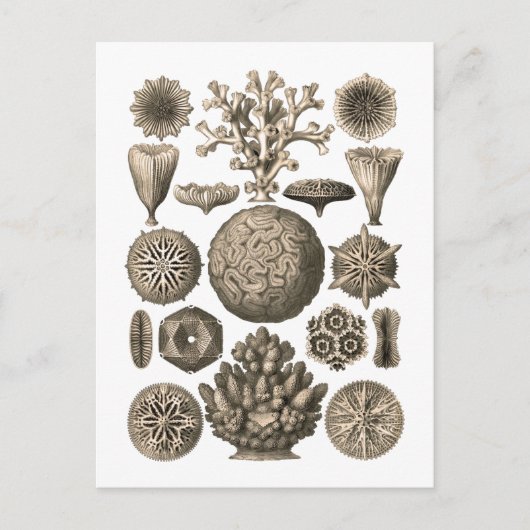 Koraal Briefkaart (Voorkant)