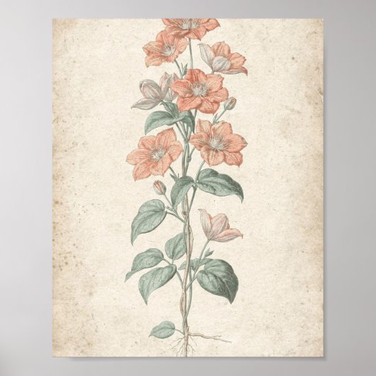 Koraal Clematis Wing Botanische Kunst Poster (Voorkant)