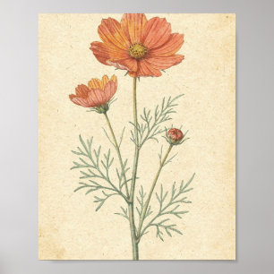 Koraal Cosmos Bloem en Knop Botanische Kunst Poster