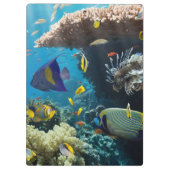 Koraal en vis in het Rode Zee, Egypte Klembord (Achterkant)