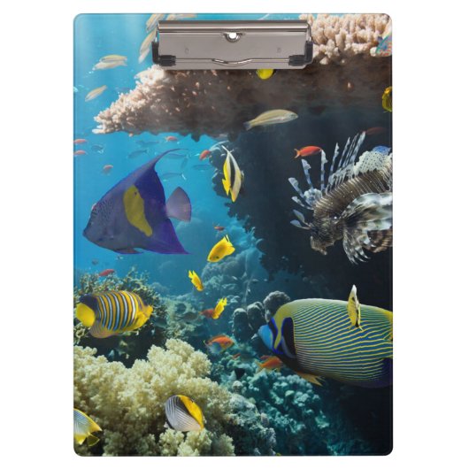 Koraal en vis in het Rode Zee, Egypte Klembord (Voorkant)