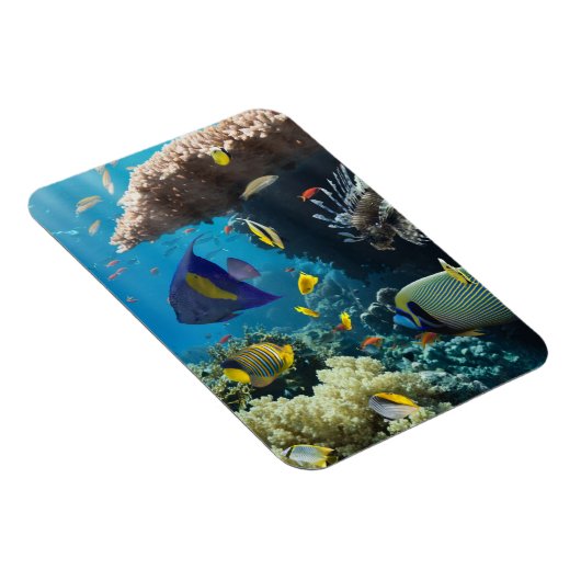 Koraal en vis in het Rode Zee, Egypte Magneet (Rechterzijde)
