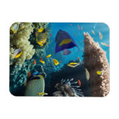 Koraal en vis in het Rode Zee, Egypte Magneet (Horizontaal)