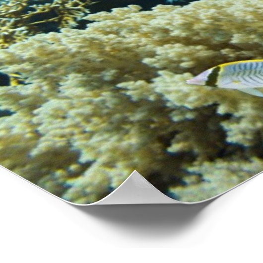 Koraal en vis in het Rode Zee, Egypte Poster (Hoek)