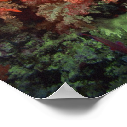 Koraal en vis poster (Hoek)