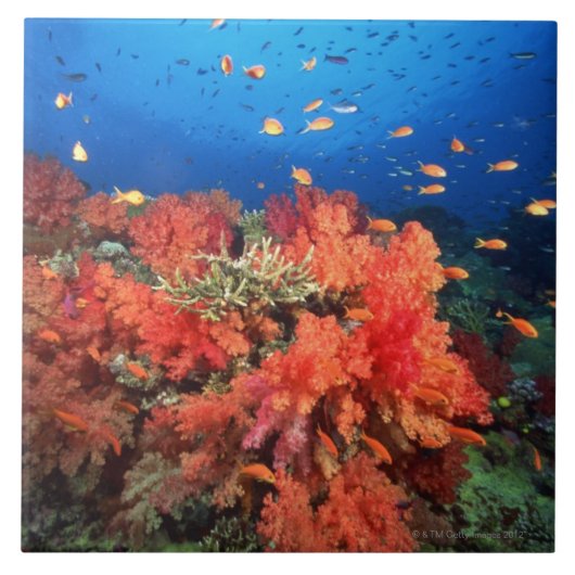 Koraal en vis tegeltje (Voorkant)