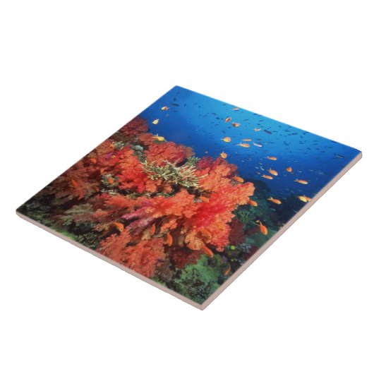 Koraal en vis tegeltje (Zijkant)