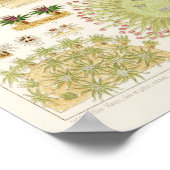  koraal - Great Barrier Reef Fishes 13 Poster (Hoek)