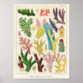  koraal - Great Barrier Reef Fishes 14 Poster (Voorkant)