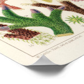  koraal - Great Barrier Reef Fishes 14 Poster (Hoek)