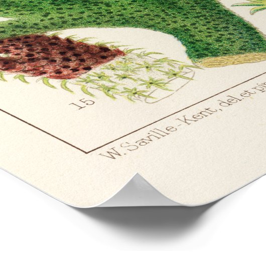 Koraal, Great Barrier Reef poster ポ タ ー (Hoek)