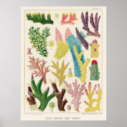 Koraal, Great Barrier Reef  poster ポ タ ー (Voorkant)
