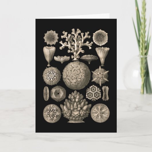 Koraal Kaart (Voorkant)