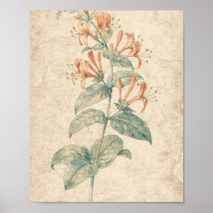 Koraal Kamperfoelie Wijnstok Botanische Kunst Poster