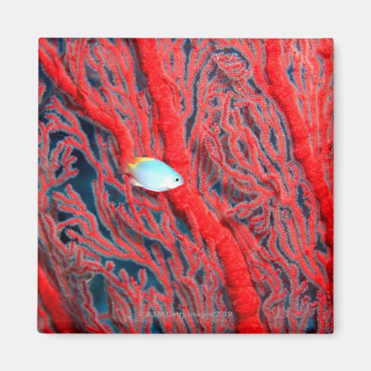 koraal magneet (Voorkant)