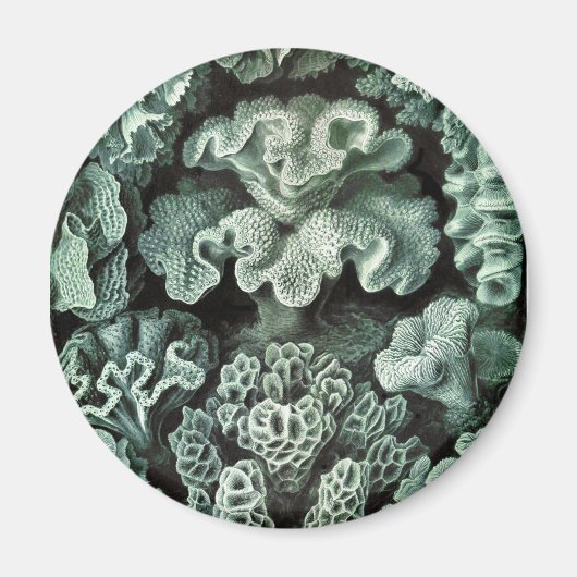 Koraal Magneet (Voorkant)