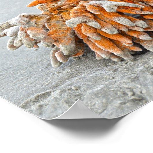 Koraal op het strand, Kiawah-eiland Poster (Hoek)