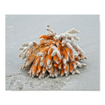 Koraal op het strand, Kiawah-eiland