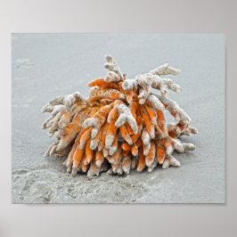 Koraal op het strand, Kiawah-eiland Poster