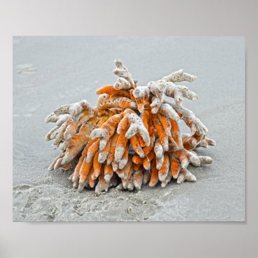 Koraal op het strand, Kiawah-eiland Poster (Voorkant)