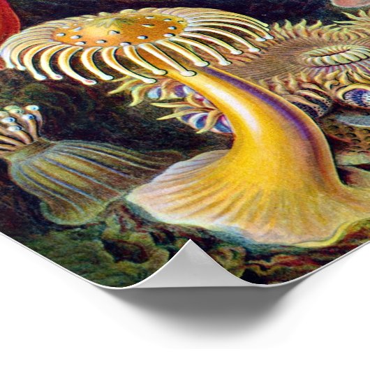 Koraal Poster (Hoek)