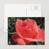 Koraal Roos Briefkaart (Voorkant / Achterkant)