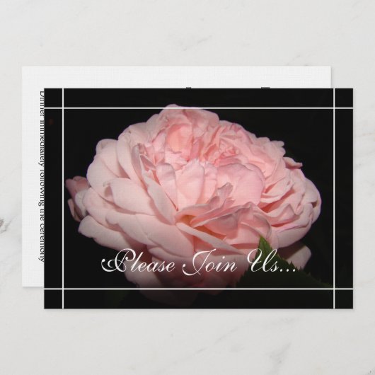 Koraal Roos II Uitnodigingen tot hernieuwing van d (Voorkant / Achterkant)